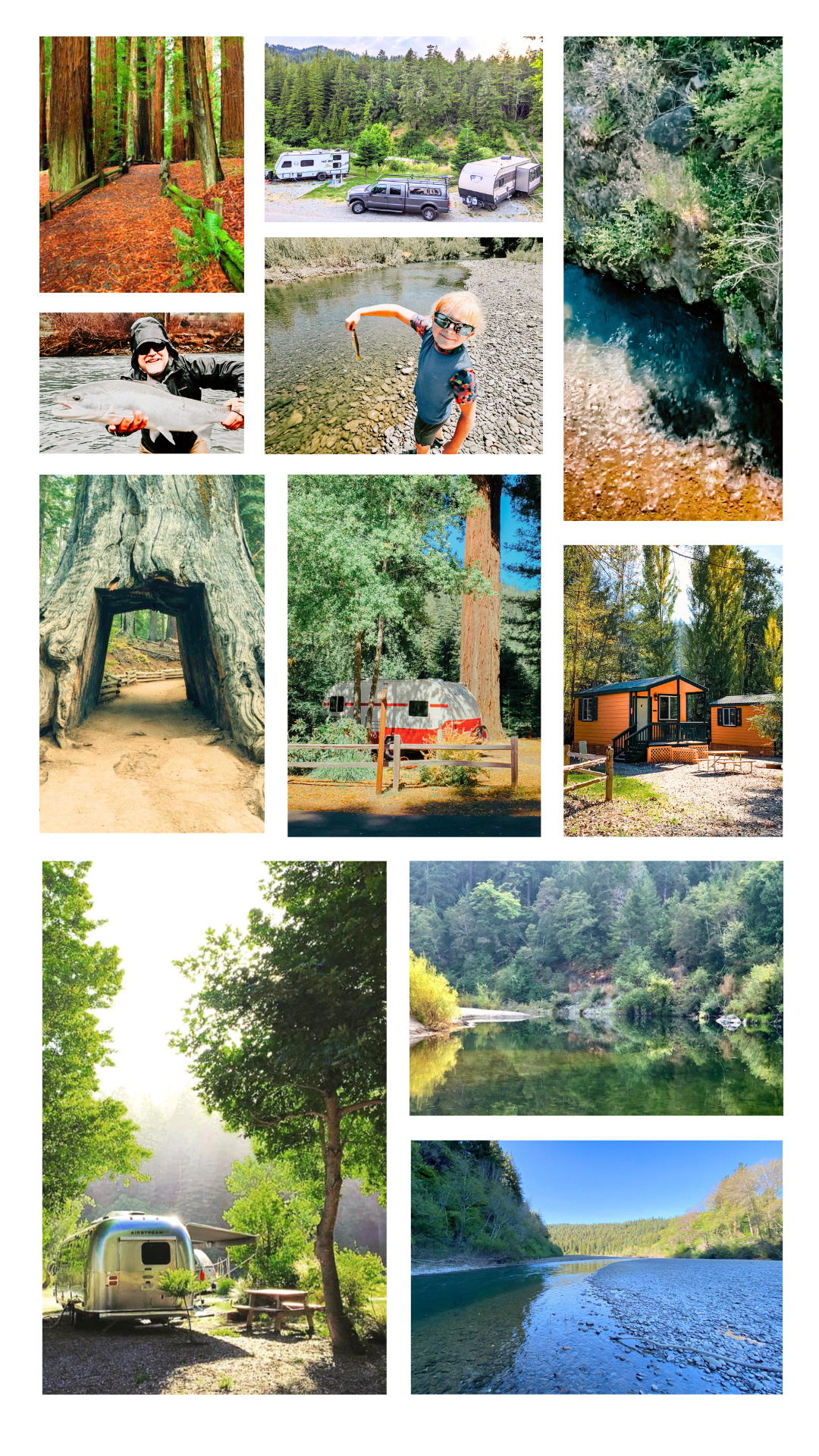 Home Page Redwoods